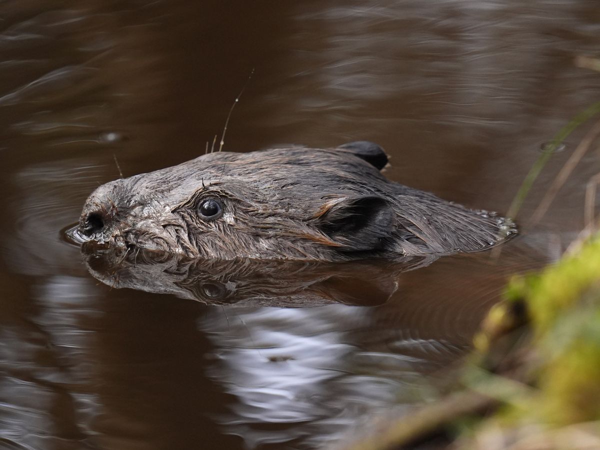 Beavers to be released at two sites in South West