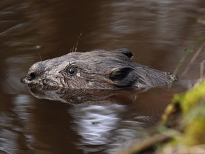 Supporting image for story: Beavers to be released at two sites in South West
