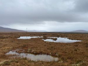 Supporting image for story: Warmer summers ‘could boost growth rates in European peatlands’ – research finds