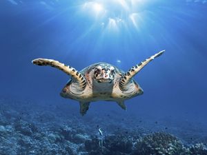 Supporting image for story: UK joins international scramble to bring ocean protection treaty into force