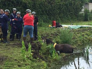 Supporting image for story: Horse rescued from pond near Whitchurch