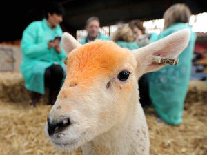 Supporting image for story: WATCH: Meet the spring lambs at Rodbaston Animal Zone