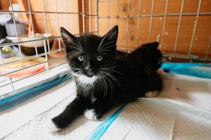 The kittens are between four and six weeks old