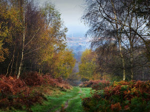 Supporting image for story: 'Nuisance' motorbikes on Cannock Chase targeted by police
