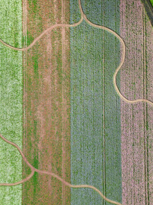 Aerial pics over the colourful Shropshire Petals Confetti field, Lynn South Farm, Newport