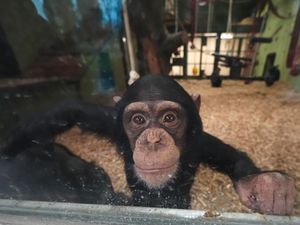 Supporting image for story: Safari park announces arrival of two chimpanzees