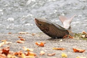 Robin Bennett captured this photo of the Salmon in Shrewsbury