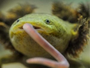 Supporting image for story: Chester Zoo joins unlikely group to save salamander species from extinction