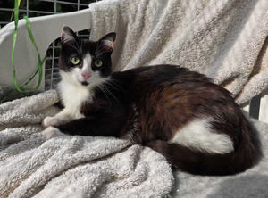 Remy has been waiting for a home for 41 days. Picture: RSPCA Gonsal Farm