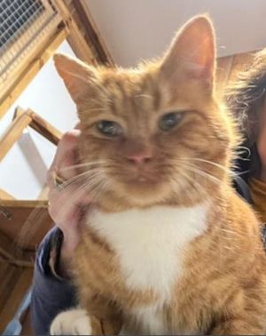 Ginger