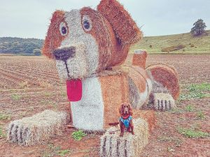 Supporting image for story: Paw-some straw dog created as part of Staffordshire scarecrow festival
