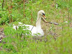 Supporting image for story: Boys attack swan's nest in Ironbridge