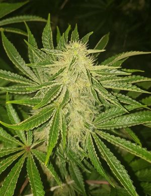 Some of the cannabis plants