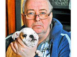 Supporting image for story: Puppies stolen in Willenhall home raid