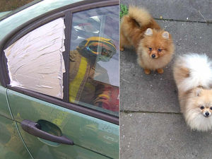 Supporting image for story: Shropshire firefighters to the rescue after dogs lock THEMSELVES in hot car