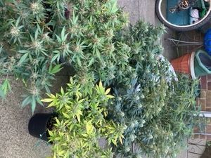 Supporting image for story: Cannabis plants seized after property in Cannock raided by police