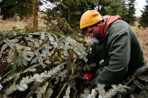 Joe Palmer cutting down Nordman fir trees at Leaton