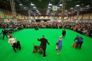 Afghan Hound dogs compete at the Birmingham National Exhibition Centre (NEC) during the final day of the Crufts Dog Show. PA Photo. Issue date: Sunday March 8, 2020. See PA story ANIMALS Crufts. Photo credit should read: Jacob King/PA Wire.