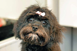 Supporting image for story: I spent £45 on a diamanté dog collar but she's my baby