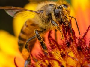 Supporting image for story: Bees are flying high thanks to Shropshire's sizzling summer 