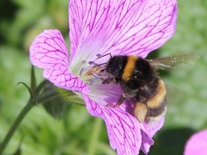 Supporting image for story: Gardens of the posh attract more pollinating insects, study finds