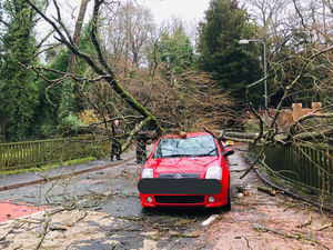 Supporting image for story: Road blocked after tree falls on car with family inside