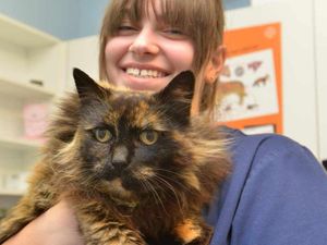 Supporting image for story: Animal hospital hopes to reunite cat which had £2k surgery with owner