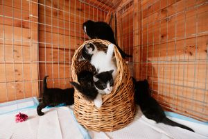 The charity said it was lucky none of the kittens had escaped