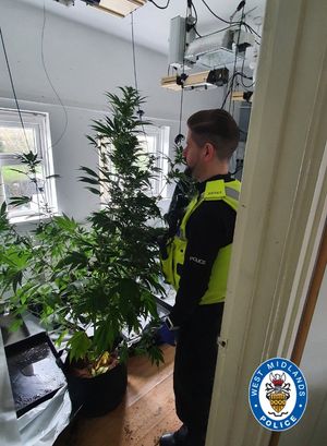 Officers carried out a warrant and found plants all over the house. Photo: Tipton Town Police
