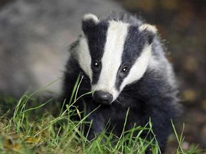 Supporting image for story: Badger cull has crossed over into Shropshire, campaigners say