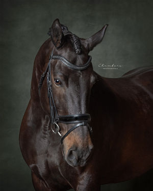 “Noble Companion” — an evocative fine art equine portrait by Carole-Ann Chambers, shortlisted in the 2025 British Photography Awards (Pets and Domestic Animals category).