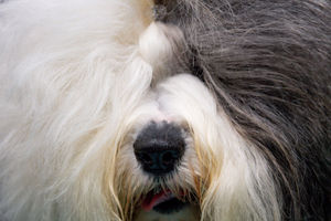 An Old English Sheepdog at the Birmingham National Exhibition Centre (NEC) for the third day of the Crufts Dog Show. PA Photo. Issue date: Saturday March 7, 2020. See PA story ANIMALS Crufts. Photo credit should read: Jacob King/PA Wire.