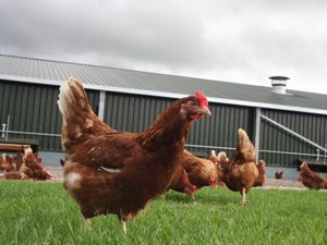 Supporting image for story: Campaigners press Welsh government to pause chicken farm applications