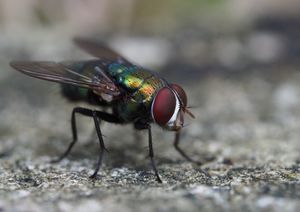 Blowfly strike is a problem 