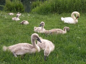 Supporting image for story: Eight cygnets orphaned as adults swans are killed in Tamworth dog attack