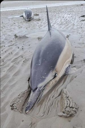Six dolphins were stranded on a beach in Anglesey on Wednesday. Photo: Cemaes Bay Coastguard Search and Rescue