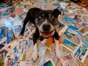 Supporting image for story: Shropshire pooch Max is face of postcard world record campaign
