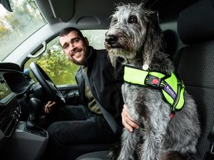 Supporting image for story: Close to a third of van owners risking £5,000 fine for not securing dogs when driving