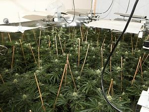 Supporting image for story: Around 160 cannabis plants found during raid at Kidderminster flat