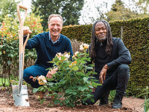 Supporting image for story: Celebrity gardener 'honoured' as Shropshire's David Austin Roses names new bloom after him