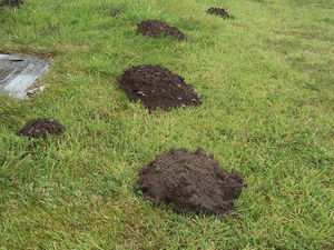 Supporting image for story: Peter Rhodes: Eating toads, watching toads