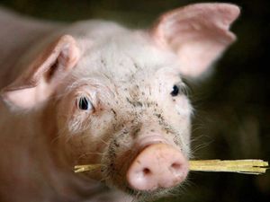 Supporting image for story: Homes to replace pig farm near Telford forced to move due to smell