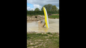 Polar bears take to the water...in a kayak