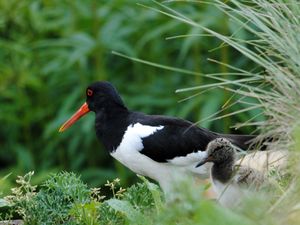 Supporting image for story: Keep dogs on short leads to protect ground-nesting birds – Wildlife Trusts