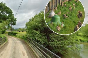 he Black Bridge Game farm, showing its nearness to the protected river Teme (from Google Street View) and inset, pheasant chicks (Lewis Clarke / geograph)