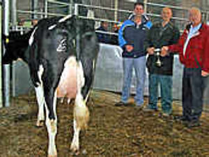 Supporting image for story: Heifer sells at record price