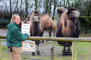 Zoo keeper Jodie with camels Jimandi and Fergie

