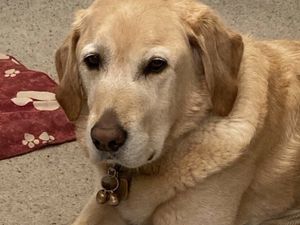 Supporting image for story: 'They change your life': Blind Newport woman raising funds for guide dogs charity