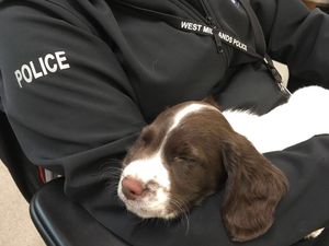 Supporting image for story: Puppy walkers wanted for future West Midlands Police dogs