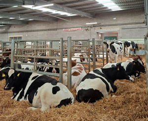 The herd at the market